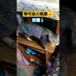 帰宅後の三姉妹の動画ですぅ#cat #猫のいる暮らし #ねこのいる生活 #いやしねこ