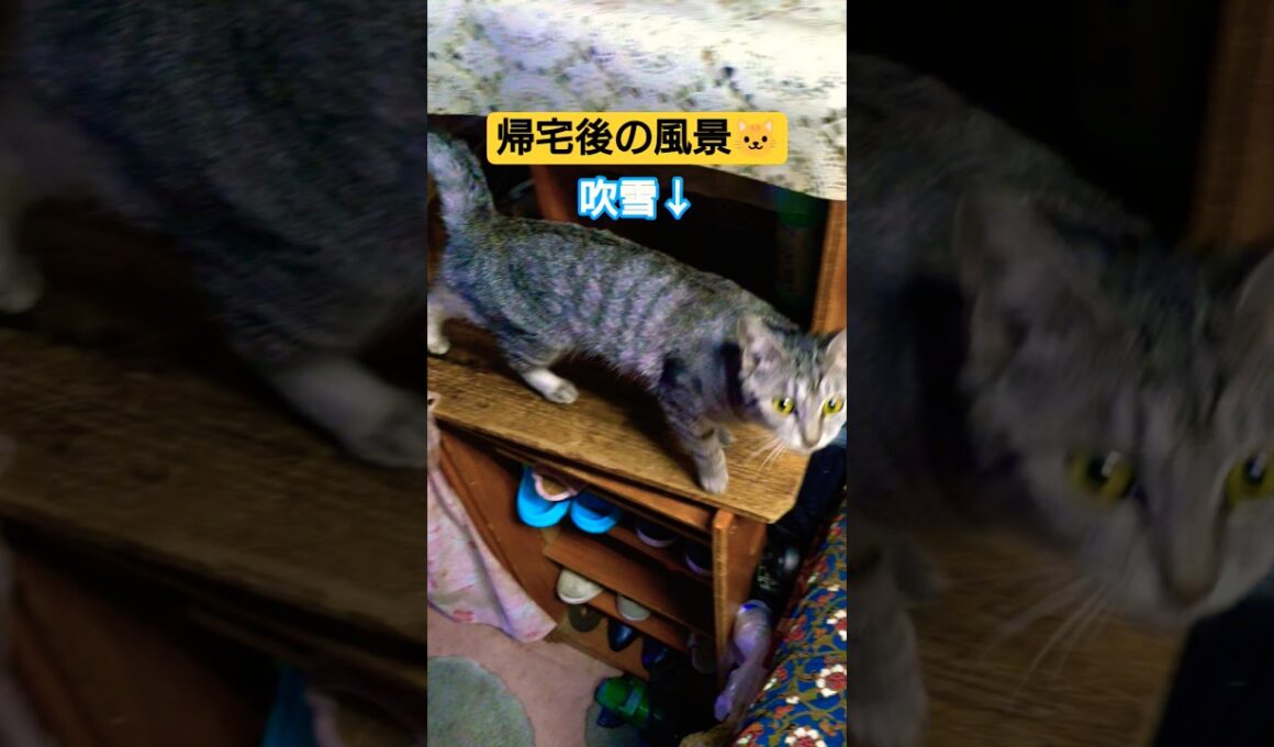 帰宅後の三姉妹の動画ですぅ#cat #猫のいる暮らし #ねこのいる生活 #いやしねこ
