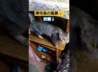 帰宅後の三姉妹の動画ですぅ#cat #猫のいる暮らし #ねこのいる生活 #いやしねこ