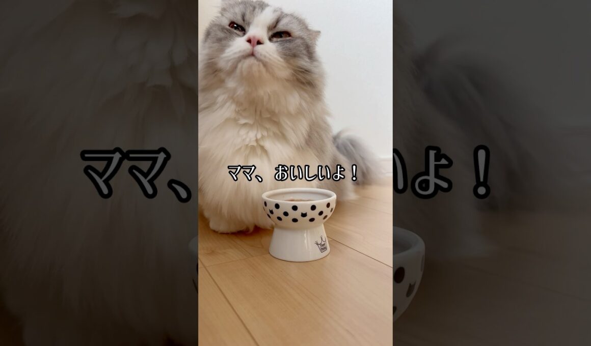 やっぱり「生」は、美味しいね！ #短足マンチカン #マンチカン #猫 #ねこ #cat