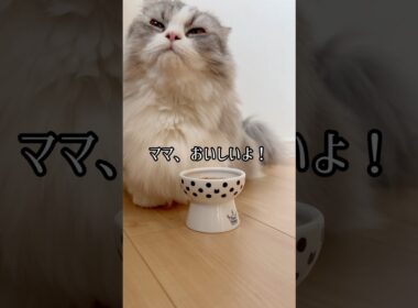 やっぱり「生」は、美味しいね！ #短足マンチカン #マンチカン #猫 #ねこ #cat
