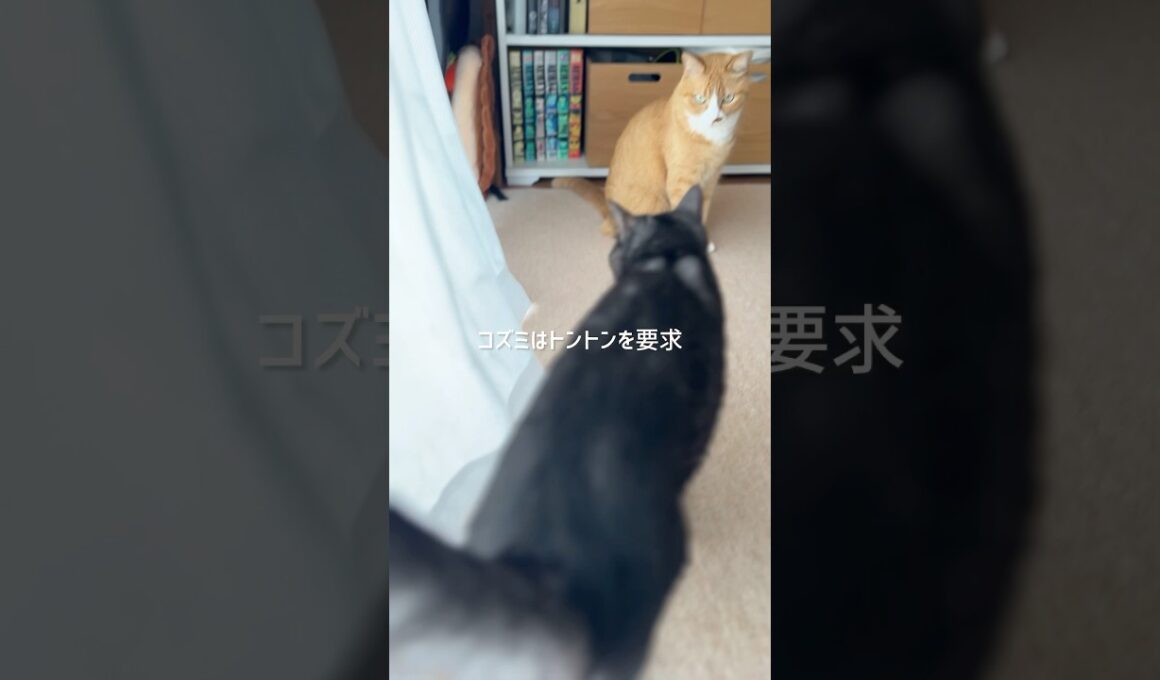 【犬と猫】しつこい程にトントンを要求する猫 #cat #catshorts #茶白猫 #猫のいる暮らし #黒トラ猫 #犬と猫 #高齢犬