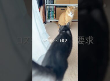 【犬と猫】しつこい程にトントンを要求する猫 #cat #catshorts #茶白猫 #猫のいる暮らし #黒トラ猫 #犬と猫 #高齢犬