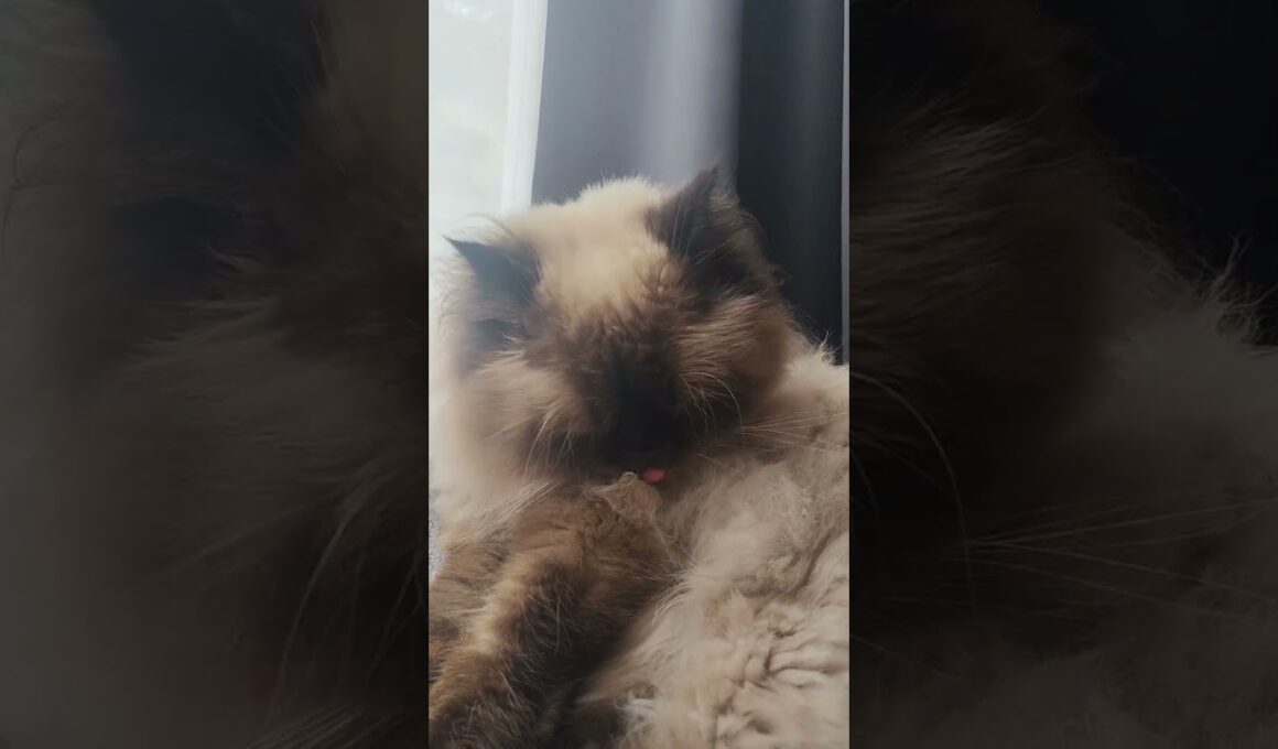 毛づくろい猫　#ヒマラヤン #ねこ　#猫　#猫のいる暮らし