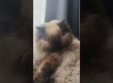 毛づくろい猫　#ヒマラヤン #ねこ　#猫　#猫のいる暮らし