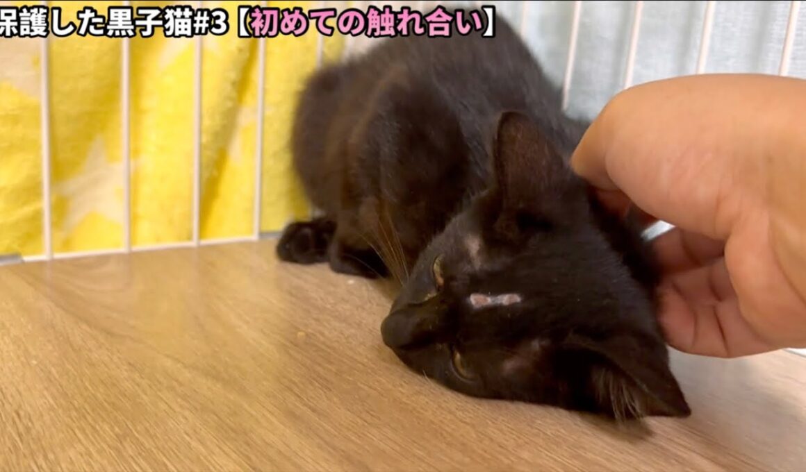 戸惑いながらも心を開いた子猫が頭を差し出してきました。