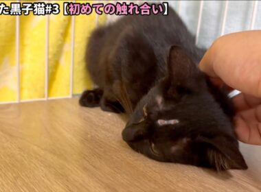 戸惑いながらも心を開いた子猫が頭を差し出してきました。