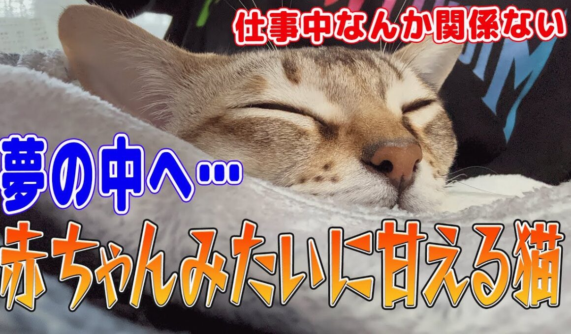 【シンガプーラ】赤ちゃんみたいに甘える猫！夢の中へ…仕事なんか関係ない！#singapura #ネコ #cat