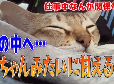 【シンガプーラ】赤ちゃんみたいに甘える猫！夢の中へ…仕事なんか関係ない！#singapura #ネコ #cat