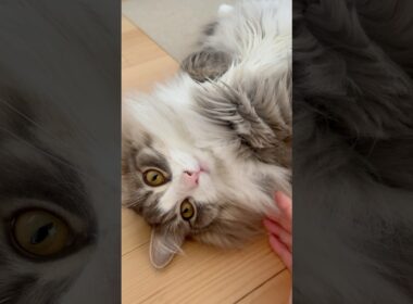 まだまだ暑いにゃ #サイベリアン #siberian #2歳4ヶ月 #cat #猫 #shorts