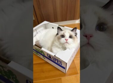 ダンボール📦大好き💕ラグドール✨💕🐈 #ラグドール #cat #猫のいる暮らし #いっぺいdialy #子猫 #ragdollcat