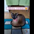 ちょこさん😺連日の暑さで溶けてしまいました🙀 #シャム猫 #たぬき猫 #ai生成動画