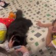 甘え上手な猫　ラガマフィンRagamuffin