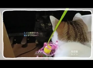 障害を背負った子猫。高い位置での🐝オモチャは…。　#3本足の障害を背負った子猫#子猫の成長#保護猫たち#預かり猫