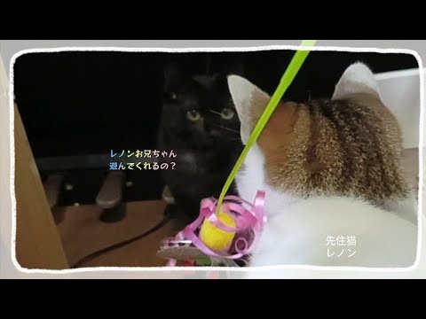 障害を背負った子猫。高い位置での🐝オモチャは…。　#3本足の障害を背負った子猫#子猫の成長#保護猫たち#預かり猫