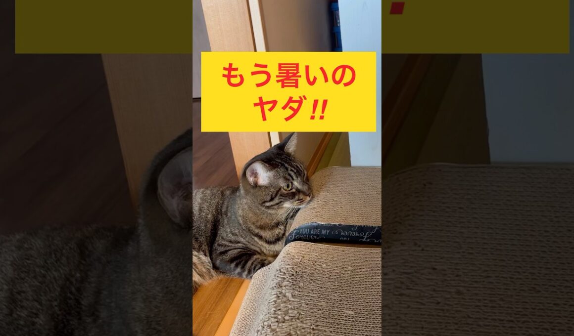 もう暑いのヤダ‼︎ #catlovers #cutecat #japanesecat #保護猫達の日常 #癒し系猫 #かわいい猫 #ねこのいる暮らし #ねこのいる生活 #キジトラ猫 #暑い日