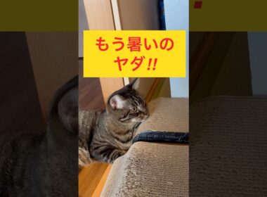 もう暑いのヤダ‼︎ #catlovers #cutecat #japanesecat #保護猫達の日常 #癒し系猫 #かわいい猫 #ねこのいる暮らし #ねこのいる生活 #キジトラ猫 #暑い日
