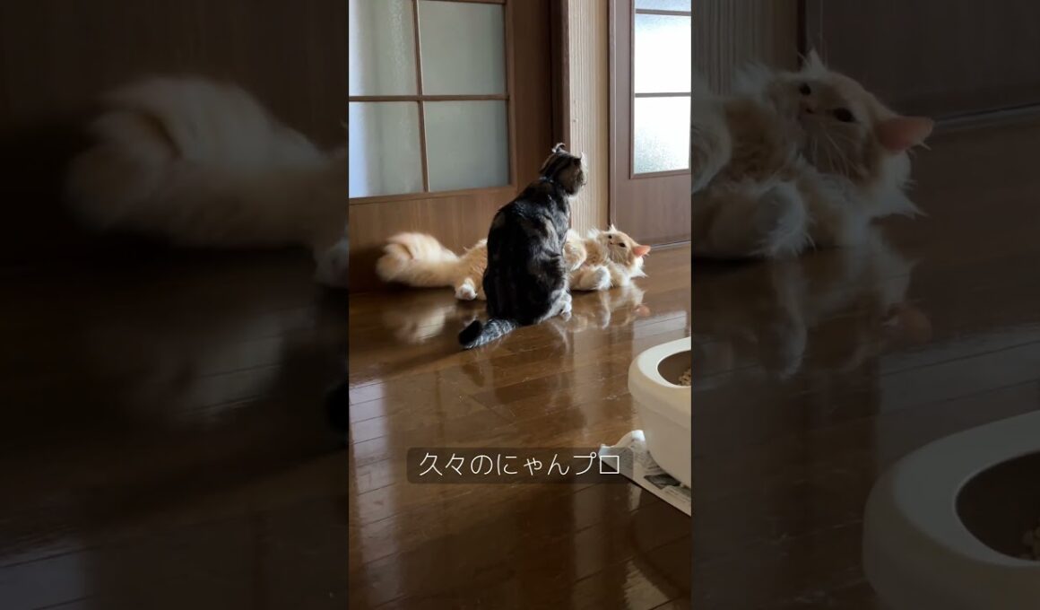 #猫のいる暮らし #ラガマフィン #アメリカンカール