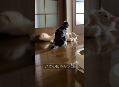 #猫のいる暮らし #ラガマフィン #アメリカンカール