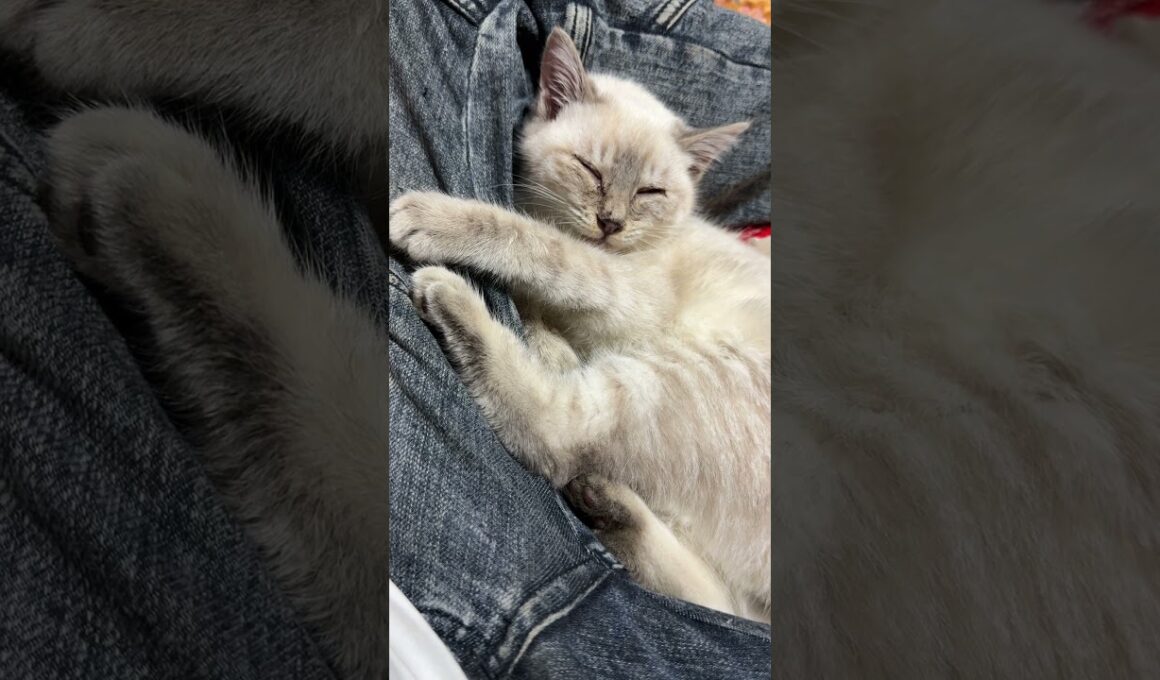 ウp主の膝で、うっとりするシャム猫の子ネコ雫ちゃん