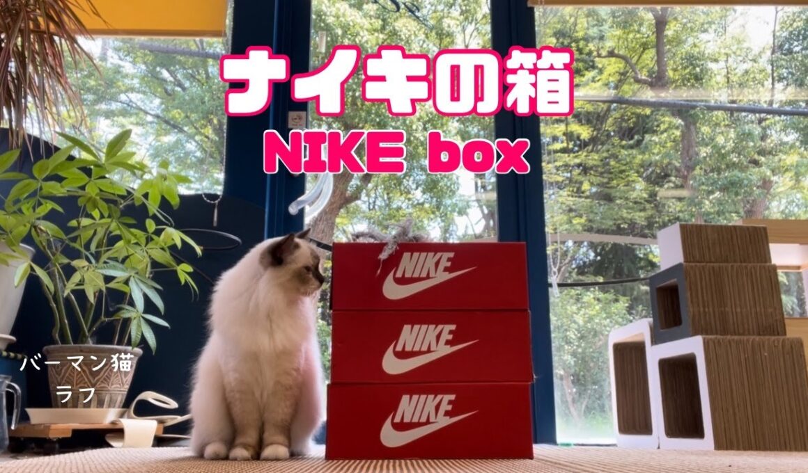 バーマン猫ラフ【ナイキの箱】NIKE box（バーマン猫）Birman/Cat