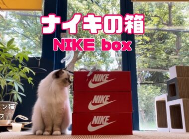 バーマン猫ラフ【ナイキの箱】NIKE box（バーマン猫）Birman/Cat