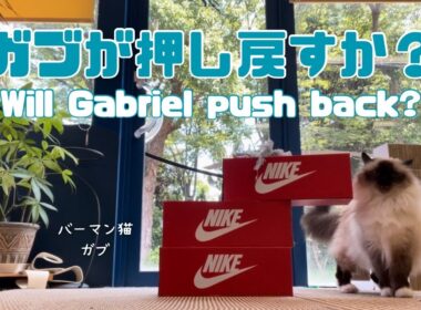 バーマン猫ラフとガブ【ガブが押し戻すか？】Will Gabriel push back?（バーマン猫）Birman/Cat