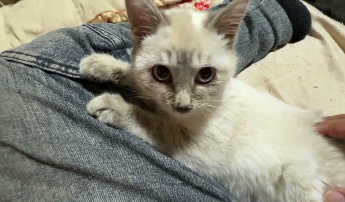 シャム猫の子ネコ雫。ウp主の膝で。こちょこちょナデナデしたら、爪立て、痛い