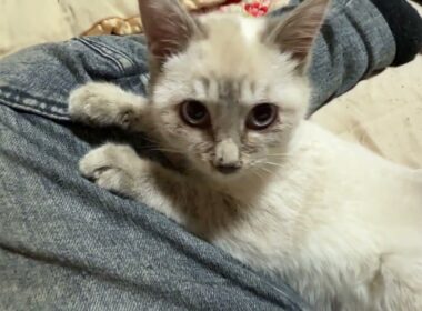 シャム猫の子ネコ雫。ウp主の膝で。こちょこちょナデナデしたら、爪立て、痛い