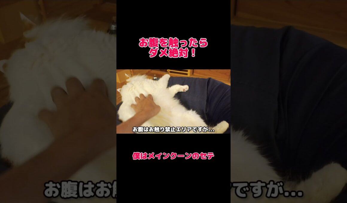 怒られるけど触りたくなっちゃうんです... #メインクーン #猫 #猫のいる暮らし#cat #mainecoon #catlover​  #catshorts​  #cutecat​ #fyp​