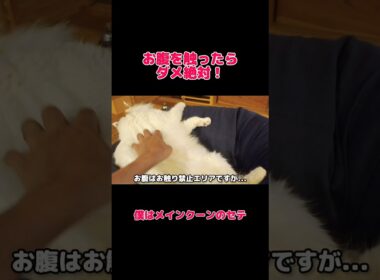怒られるけど触りたくなっちゃうんです... #メインクーン #猫 #猫のいる暮らし#cat #mainecoon #catlover​  #catshorts​  #cutecat​ #fyp​