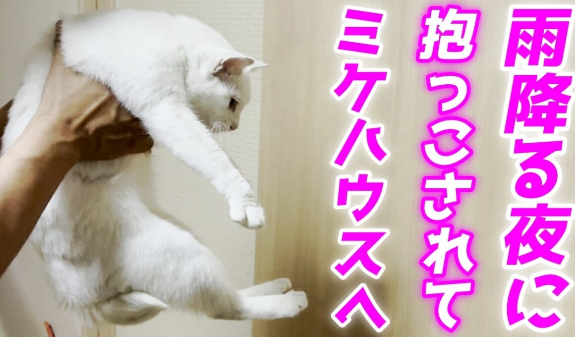 雨降る夜に二階の窓から訪れた庭子猫を抱っこでお家に送り帰すパパ…笑[三毛母猫の子猫]