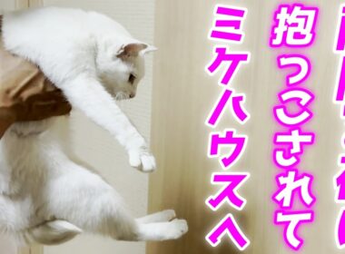 雨降る夜に二階の窓から訪れた庭子猫を抱っこでお家に送り帰すパパ…笑[三毛母猫の子猫]