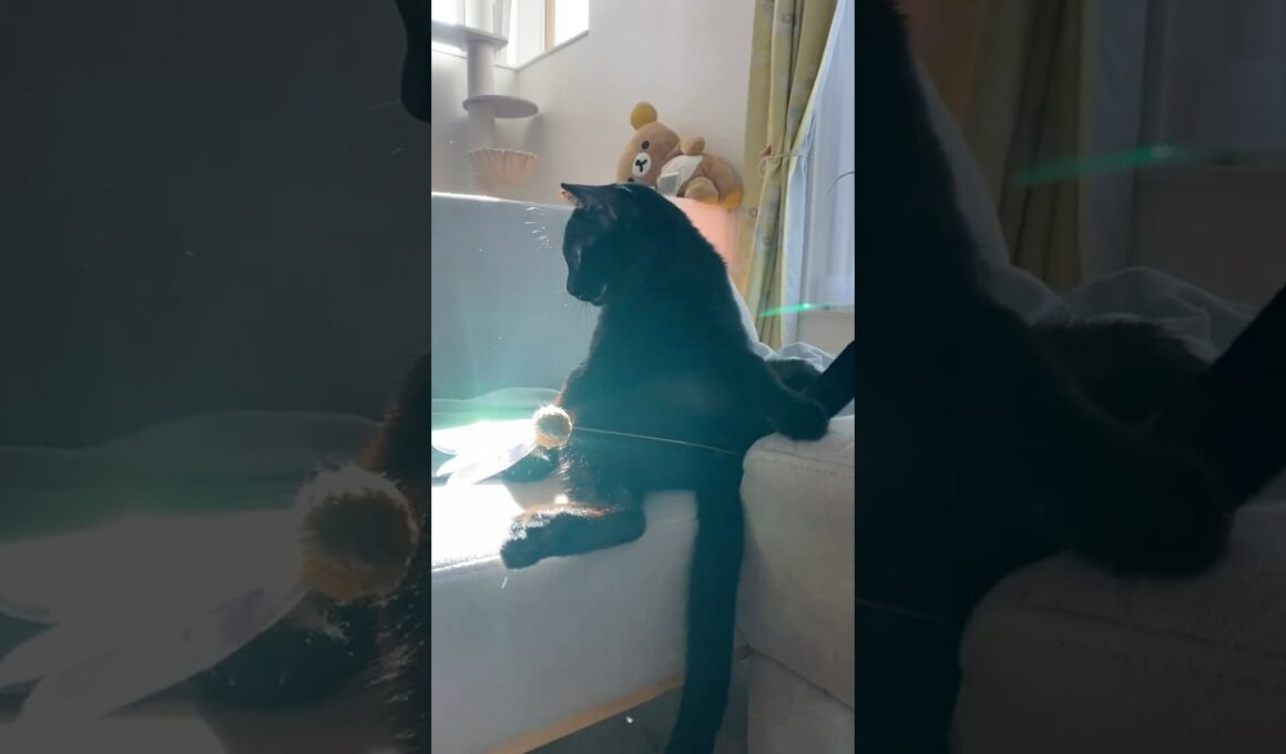 神々しい黒猫　#ボンベイ #子猫 #cat #bombay #ねこ #ねこのいる生活 #猫のいる暮らし #猫 #ネコ #ねこ動画 #おもちゃ #癒やし #かわいい