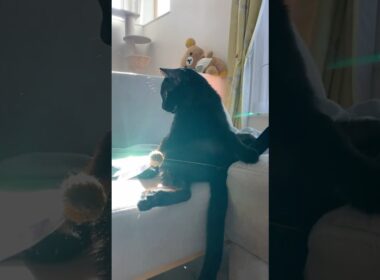 神々しい黒猫　#ボンベイ #子猫 #cat #bombay #ねこ #ねこのいる生活 #猫のいる暮らし #猫 #ネコ #ねこ動画 #おもちゃ #癒やし #かわいい