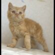セルカークレックス子猫　Selkirk Rex　2025.5.28産まれ　レッドタビー　巻き毛　男の子　シーダキャット猫のお店