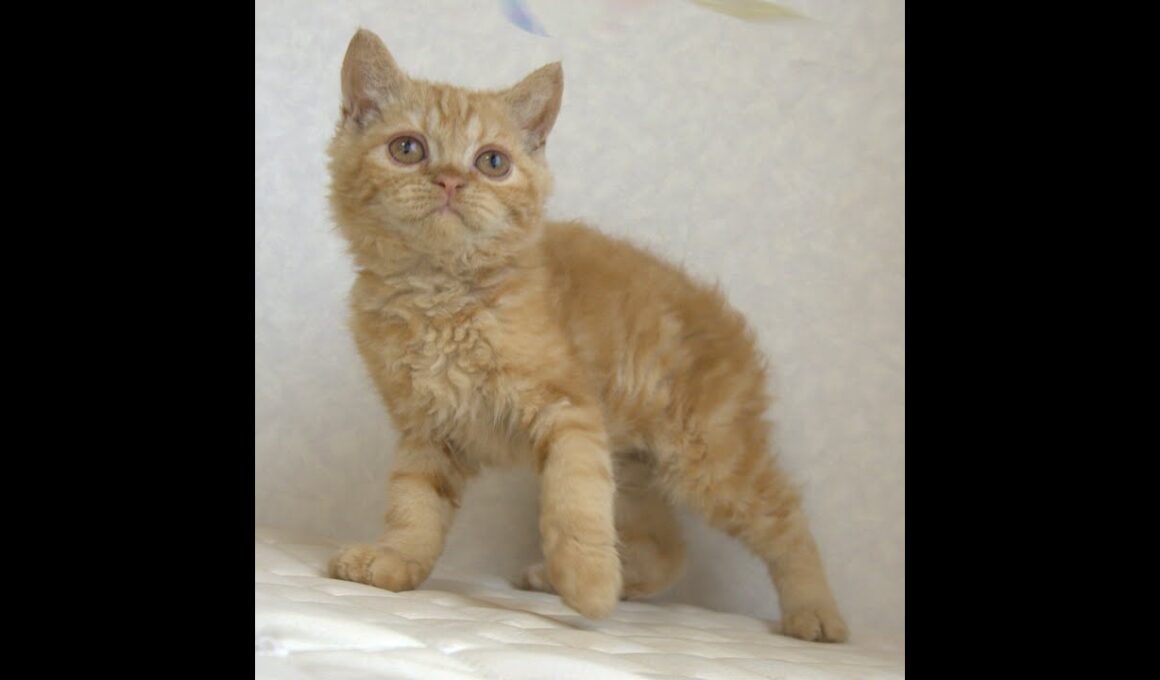 セルカークレックス子猫　Selkirk Rex　2025.5.28産まれ　レッドタビー　巻き毛　男の子　シーダキャット猫のお店