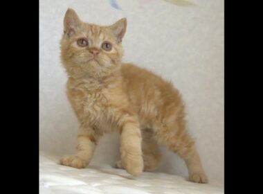 セルカークレックス子猫　Selkirk Rex　2025.5.28産まれ　レッドタビー　巻き毛　男の子　シーダキャット猫のお店