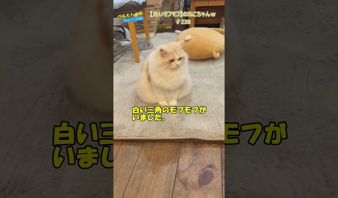 【白いモフモフ】のねこちゃんｗ＃238＃セルカークレックス＃ねこ#長毛猫 #猫のいる暮らし