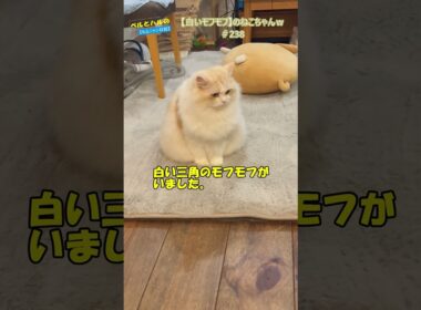 【白いモフモフ】のねこちゃんｗ＃238＃セルカークレックス＃ねこ#長毛猫 #猫のいる暮らし