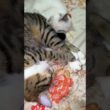 キジシロのルルに好意的なシャム猫の子ネコ雫。添い寝する