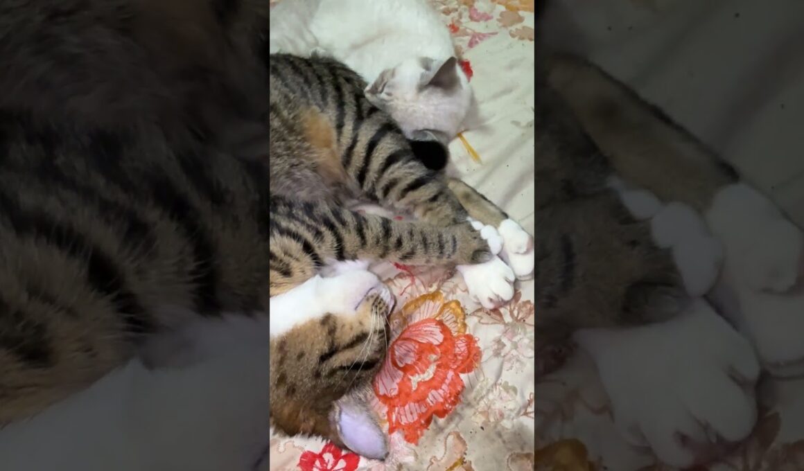 キジシロのルルに好意的なシャム猫の子ネコ雫。添い寝する