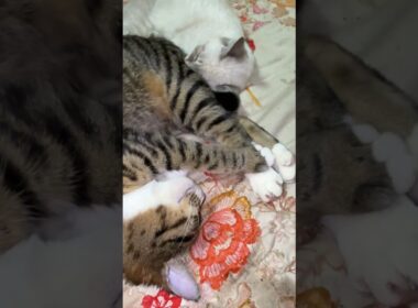 キジシロのルルに好意的なシャム猫の子ネコ雫。添い寝する
