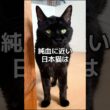 和猫（日本猫）だよ！ #小次郎君  #和猫  #日本猫  #ねこホーム #ねこホームの仲間たち