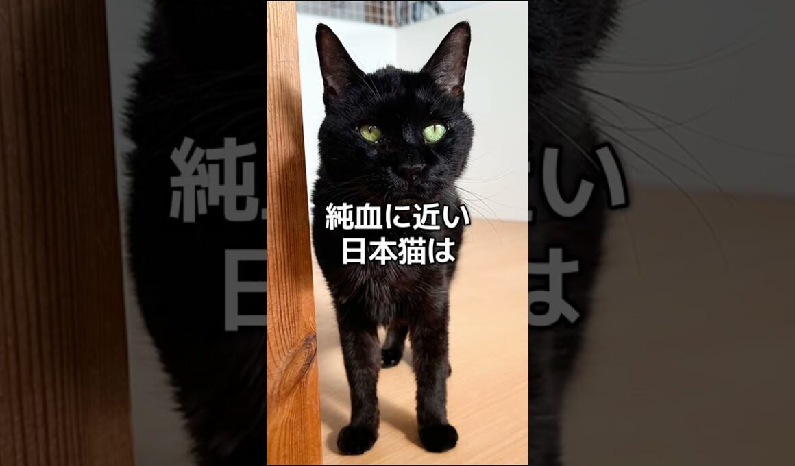 和猫（日本猫）だよ！ #小次郎君  #和猫  #日本猫  #ねこホーム #ねこホームの仲間たち