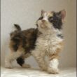 セルカークレックス子猫　Selkirk Rex　2025.5.28産まれ　キャリコ　三毛猫　巻き毛　女の子　シーダキャット猫のお店