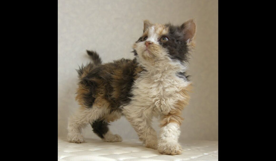 セルカークレックス子猫　Selkirk Rex　2025.5.28産まれ　キャリコ　三毛猫　巻き毛　女の子　シーダキャット猫のお店