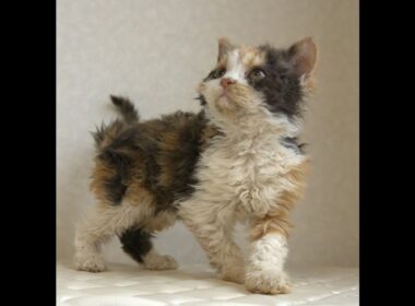 セルカークレックス子猫　Selkirk Rex　2025.5.28産まれ　キャリコ　三毛猫　巻き毛　女の子　シーダキャット猫のお店