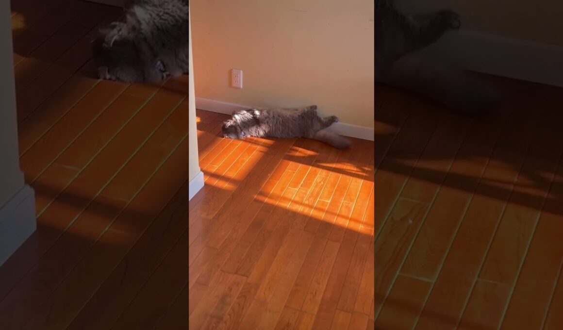 だりー #ねこ動画 #アメリカンカール #shortsvideos