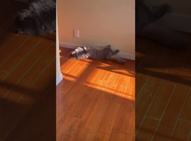 だりー #ねこ動画 #アメリカンカール #shortsvideos